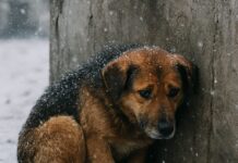 Propone Edna Dávalos refugios temporales para proteger del frío a animales callejeros