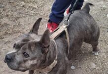 Refuerzan en Ramos Arizpe campañas gratuitas de salud y esterilización para mascotas