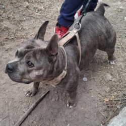 Refuerzan en Ramos Arizpe campañas gratuitas de salud y esterilización para mascotas