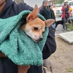 Refuerzan en Ramos Arizpe campañas gratuitas de salud y esterilización para mascotas2