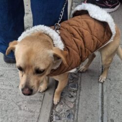 Refuerzan en Ramos Arizpe campañas gratuitas de salud y esterilización para mascotas3