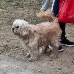 Refuerzan en Ramos Arizpe campañas gratuitas de salud y esterilización para mascotas4