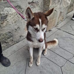 Refuerzan en Ramos Arizpe campañas gratuitas de salud y esterilización para mascotas5