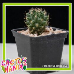 Regresa al MUDE la “Cactusmanía”, obtén un ejemplar de obsequio pagando boleto de adulto