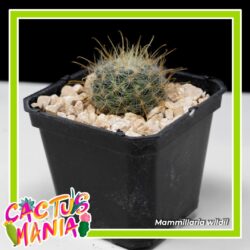Regresa al MUDE la “Cactusmanía”, obtén un ejemplar de obsequio pagando boleto de adulto1