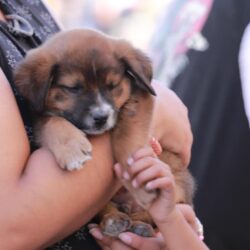 Se realiza con éxito el Croquetón 2026 en la Gran Plaza5