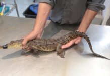 Busca Museo del Desierto hogar para cocodrilo capturado en presa Palo Blanco