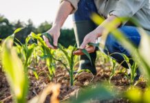 Continúa tus estudios en la UA de C con la Maestría en Sustentabilidad Alimentaria y Ambiental
