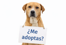 Este sábado habrá Feria de Adopción de perros y gatos en la Gran Plaza de Saltillo