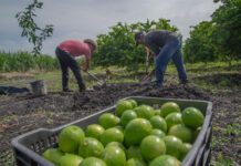 Golpean red de extorsión a limoneros y aguacateros