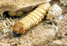 México suma 135 casos de gusano barrenador en humanos