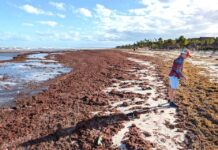 Piden a Gobierno atacar sargazo desde el origen