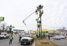 Realiza Municipio poda preventiva de palmas en Francisco Coss
