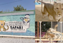 Opera zoológico en Arteaga sin permisos; denuncian malas condiciones para animales