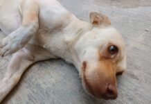 Alertan activistas aumento de crueldad animal en Coahuila