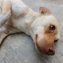 Alertan activistas aumento de crueldad animal en Coahuila