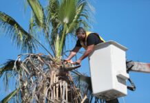 Atiende Gobierno de Saltillo palmas en bulevar V. Carranza