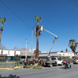 Atiende Gobierno de Saltillo palmas en bulevar V. Carranza1