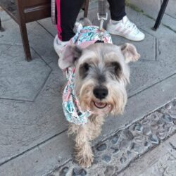 Continúan con éxito jornadas de bienestar animal en Ramos Arizpe1