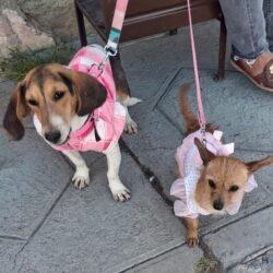 Continúan con éxito jornadas de bienestar animal en Ramos Arizpe2