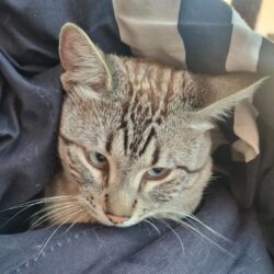 Continúan con éxito jornadas de bienestar animal en Ramos Arizpe3