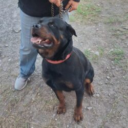 Continúan con éxito jornadas de bienestar animal en Ramos Arizpe4