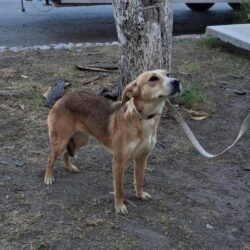 Continúan con éxito jornadas de bienestar animal en Ramos Arizpe5