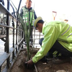 Embellece Municipio de Saltillo áreas verdes de la Plaza de Armas2