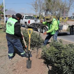 Embellece Municipio de Saltillo áreas verdes de la Plaza de Armas4