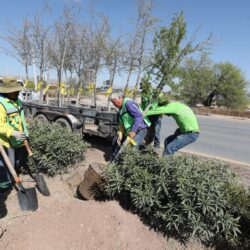 Embellece Municipio de Saltillo áreas verdes de la Plaza de Armas5