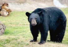 Fortalecen rescate del oso negro mexicano en Coahuila y Nuevo León