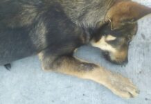 Hallan cuatro perros sin vida y con huellas de violencia en Saltillo