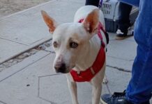 Nueva jornada de atención animal beneficia a mascotas en Ramos Arizpe