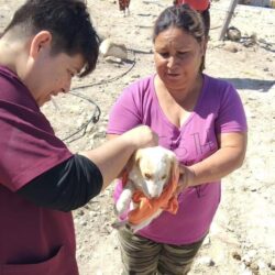 Refuerzan acciones de bienestar animal en ejidos de Ramos Arizpe