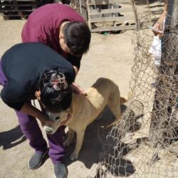Refuerzan acciones de bienestar animal en ejidos de Ramos Arizpe3