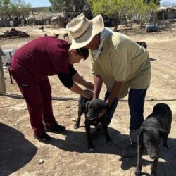 Refuerzan acciones de bienestar animal en ejidos de Ramos Arizpe4