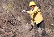 Refuerzan labores de limpieza y deshierbe en brechas y carreteras de la sierra de Arteaga para prevenir incendios
