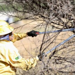 Refuerzan labores de limpieza y deshierbe en brechas y carreteras de la sierra de Arteaga para prevenir incendios3