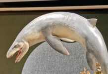 Confirma investigador de Museo del Desierto nueva especie de mosasaurio, habitó los océanos hace 70 millones de años