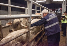 ¿Cuándo abrirá la frontera al ganado mexicano? Sheinbaum anuncia avances en planta contra gusano barrenador