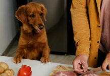 Errores comunes al alimentar a tu mascota (y cómo evitarlos)