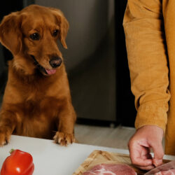 Dog food concept, raw food for dogs. The dog eats meat. Golden Retriever breed.