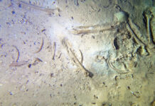 Estudian fósil humano de 8 mil años