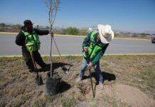 Fortalece Javier Díaz acciones de reforestación en la ciudad