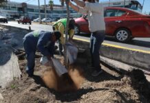 Impulsa Saltillo reforestación de vialidades con su programa “Bosques Lineales Urbanos”