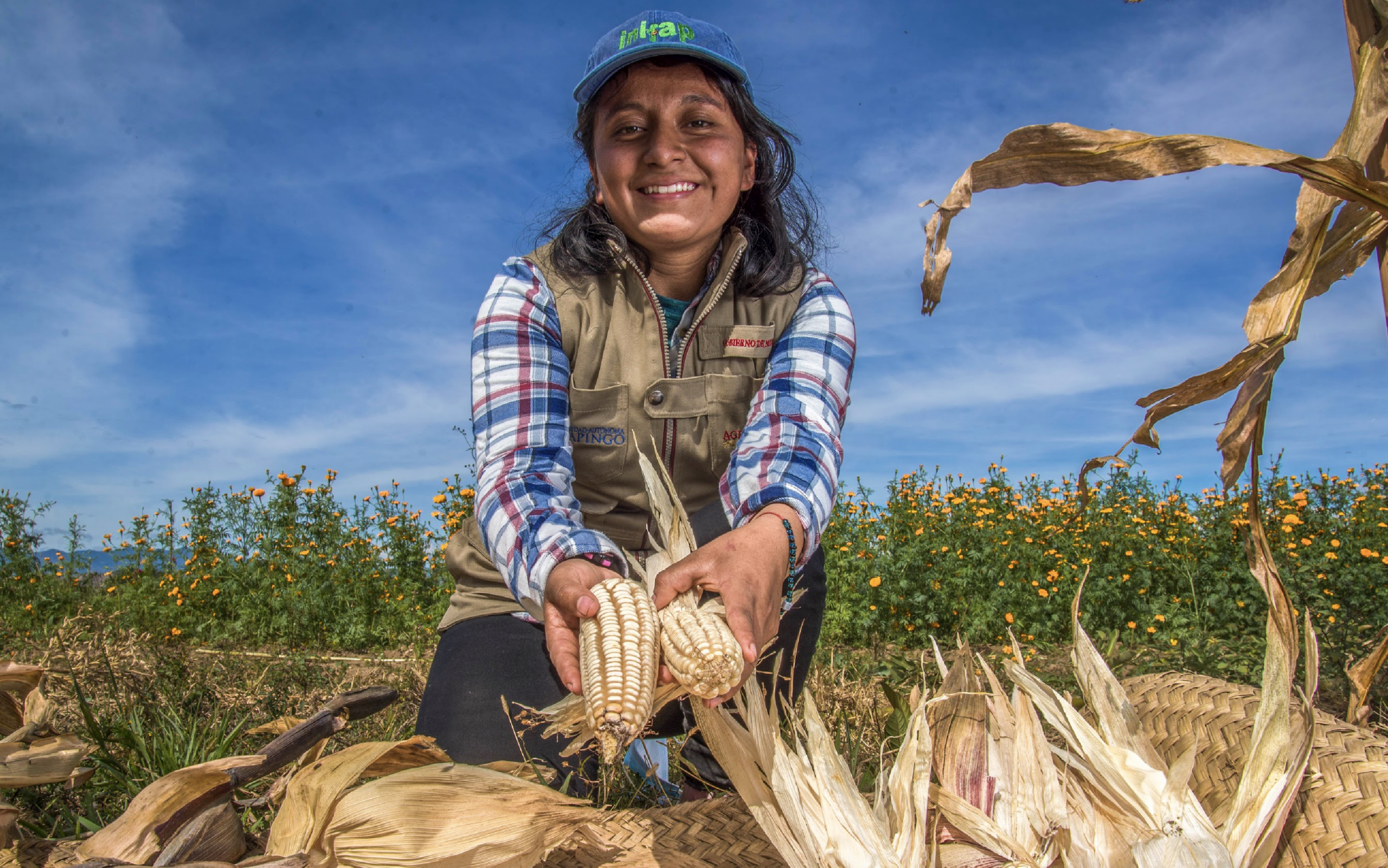 Impulsan en México transición agroecológica; aumentan 25% los rendimientos del maíz con las Escuelas de Campo
