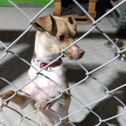 inauguran en saltillo 10