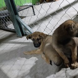 inauguran en saltillo 11