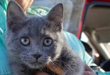 Inició este viernes campaña de esterilización de gatos al 2 x 1 en el MUSAVE