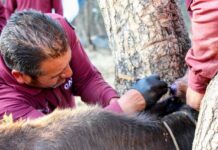 México suma 180 casos humanos de gusano barrenador